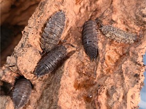 Common Rough Woodlouse Isopod
